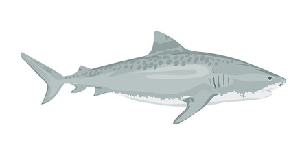 Vector illustration, ferocious shark attack, on a white background. White shark. Sea fish. Shark eater. Karcharodon. Great aggressive colored shark. Sports team emblem. vector illustration.
