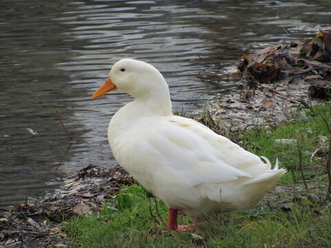 white duck in the water
