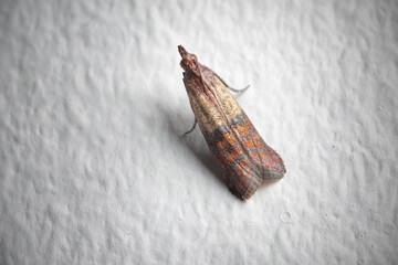 Indian meal moth (Plodia interpunctella) on the home wall; color illustration photo of insect repellent and pest controll or anti-moth advertising.