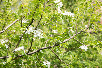 flowering tree branch