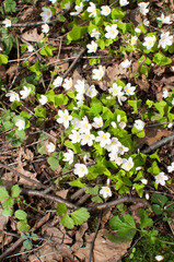 Spring. The first flowers in the park