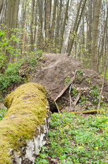 Fototapeta premium Fallen tree on the ground.