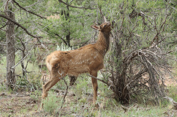 Young deer near the South Rim of the Grand Canyon, Arizona.