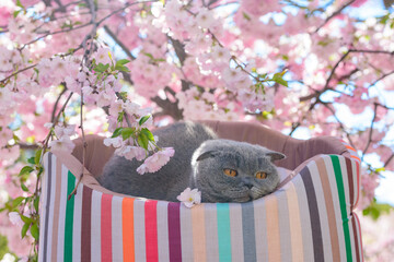 cat resting on a lounger near sakura flowers