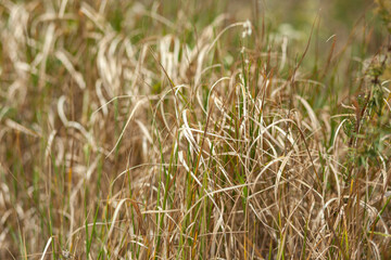 field of grass during sunset