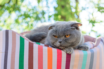 cat resting on a lounger outside under a tree