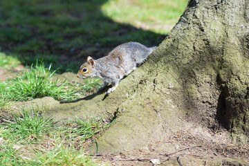 Grey Squirrel or Sciurus carolinensis in close up outdoors at a park
