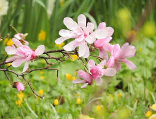 Branches with pink magnolia flowers on a green background