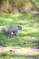 Naklejka na ściany i meble Grey Squirrel or Sciurus carolinensis in close up outdoors at a park