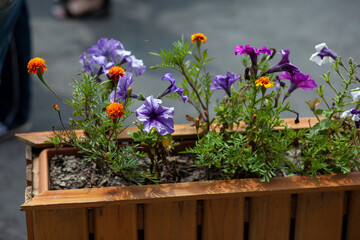 color flowers in the street