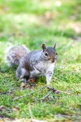 Grey Squirrel or Sciurus carolinensis in close up outdoors at a park