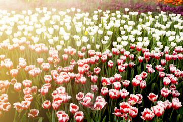 Multi tulip flower in spring meadow at the garden background