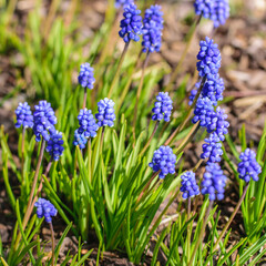 Tender blue muscari flowers in the city park in early May.