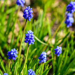 Tender blue muscari flowers in the city park in early May