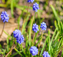 Tender blue muscari flowers in the city park .