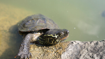 Japanese Turtle tortoise close up pond rock water