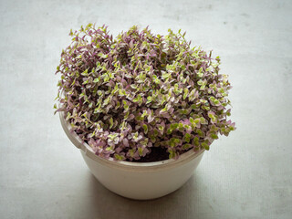 Creeping inchplant, Bolivian Jew or Turtle Vine (Callisia Repens), Withe Pot Plant with Little Green and Purple Leaves