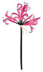 Vector illustration of amaryllis with pattern options of pink and green dotted backgrounds and patterns with amaryllises in 2 sizes