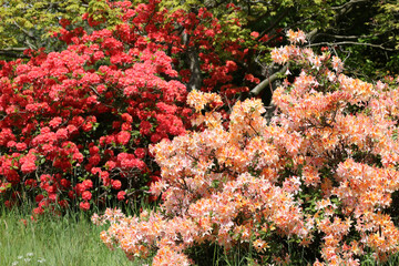 Pink and orange Rhododendron flowers