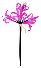 Vector illustration of amaryllis with pattern options of pink and green dotted backgrounds and patterns with amaryllises in 2 sizes