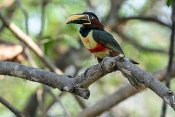 The collared aracari or collared araçari (Pteroglossus torquatus)