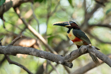 The collared aracari or collared araçari (Pteroglossus torquatus)