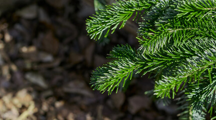 Green Christmas tree close up.