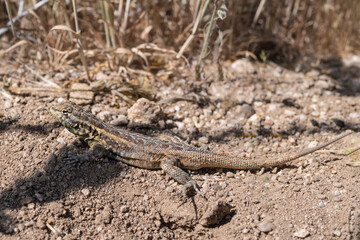 Image of a spiny lizard in the high desert in Southern California near Lancaster.