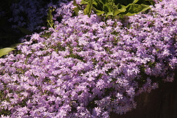 Obraz premium lilac flowers in the garden