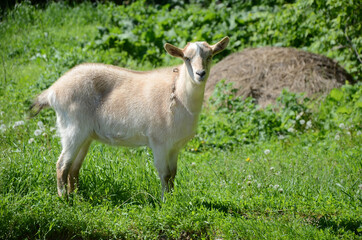 Naklejka premium White goat grazing in a meadow in summer. Concept of raising cattle at home and on the farm, domestic animals, cattle grazing.
