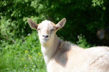 White goat grazing in a meadow in summer. Concept of raising cattle at home and on the farm, domestic animals, cattle grazing.