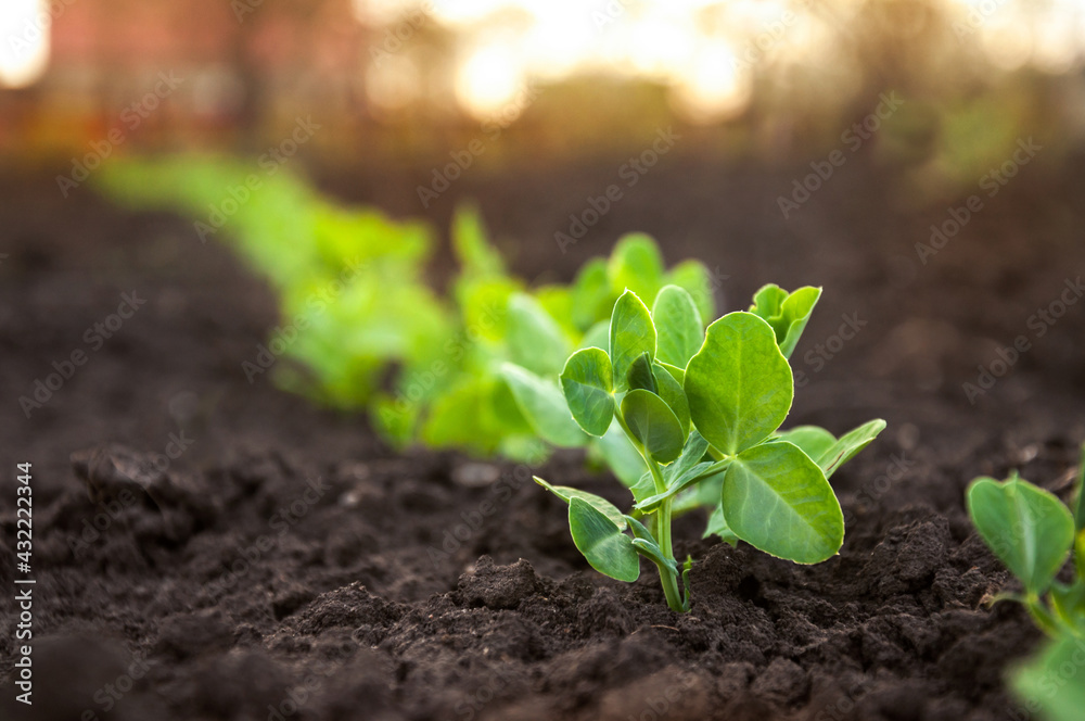 Wall mural Sprouts of young pea plants grow in rows in a field in the rays of the sun. Selective focus.