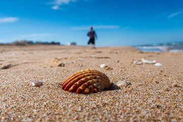 shell on the beach