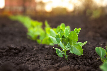 Sprouts of young pea plants grow in rows in a field in the rays of the sun. Selective focus.
