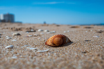 Close-up of a shell in the sand on a beach, with the sky and the silhouette of a woman in the background, on a sunny afternoon.