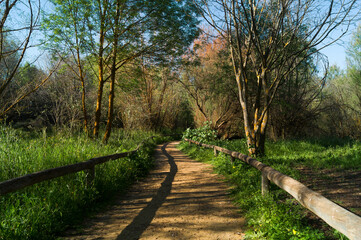 Fototapeta premium Dirt road frequented by hikers surrounded by wild nature. Natural landscape with green undergrowth, trees with brown bark and green leaves. Idyllic place of environmental value in a forest reserve.