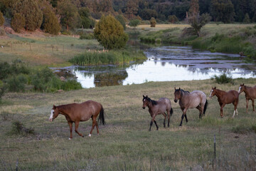 Horses walking along a creek in Northern Arizona. 