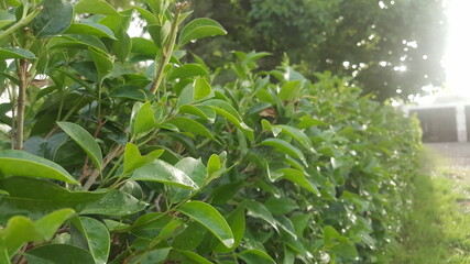 green plantation Garden flowers tree leaf identification