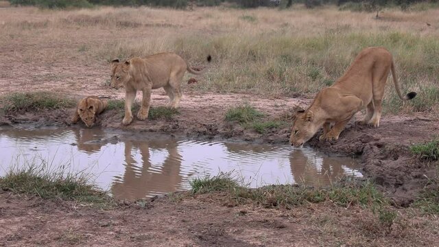 A lioness drinking from a puddle beside her cubs of different generations.