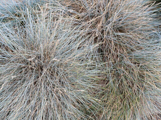 thin leaves of dried grass