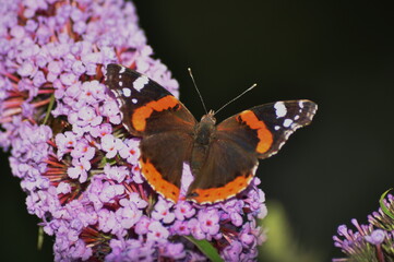 butterfly on lilac flower
