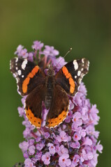 butterfly on lilac flower