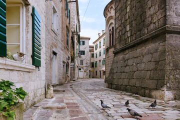 Cat watches pigeons on the old street of Kotor, Montenegro