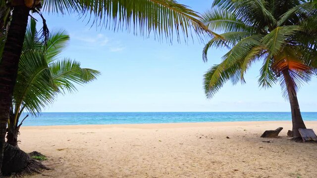 Beautiful coconut palm trees on the beach Phuket Thailand,Amazing beach on the Islands Row Palms trees on the ocean. palms grove on the beach with white sandy Sunny sky Summer landscape background