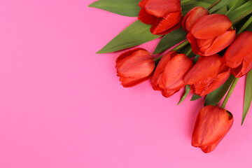 Red tulips on a pink background. Blank for a postcard. Space for text