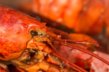 Seafood  Finest Crawfish Boils,chili crab