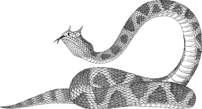 Black and white vector illustration of desert horned snake