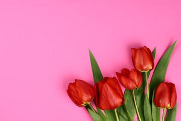 Red tulips on a pink background. Blank for a postcard