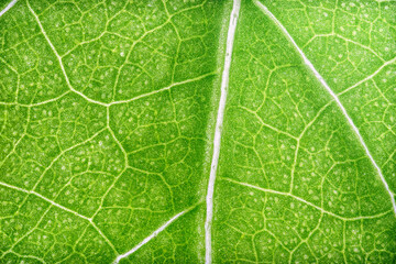 Fresh Green Leaf of Hibiscus Macro shot