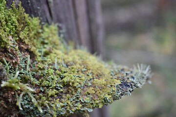 moss on tree